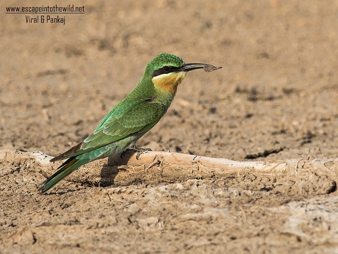 Blue-cheeked Bee-eater - Pankaj Maheria