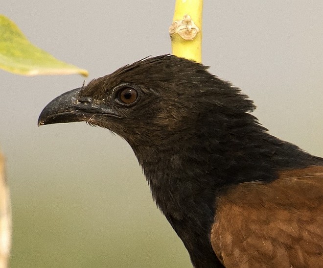 Greater Coucal (Southern) - ML379368631