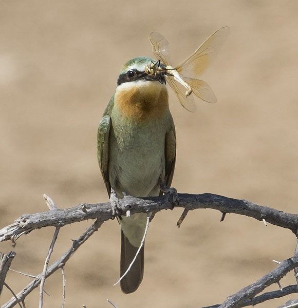 Blue-cheeked Bee-eater - ML379369011