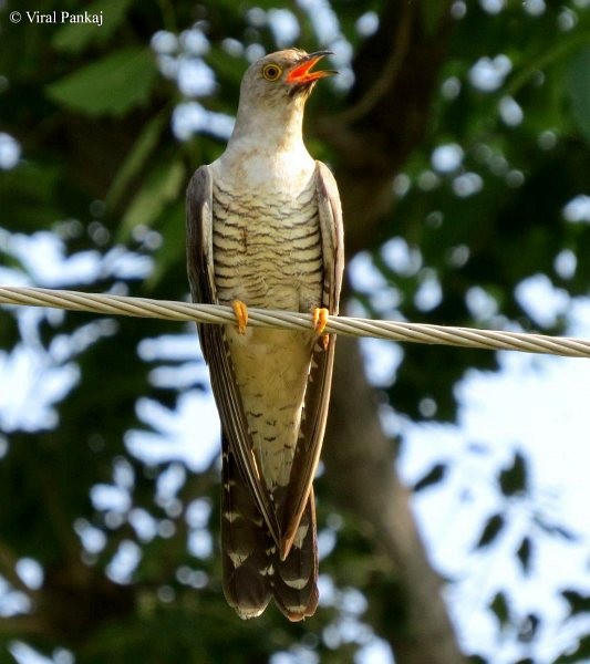 Common Cuckoo - Pankaj Maheria