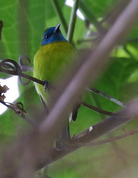 Blue-masked Leafbird - ML379371231