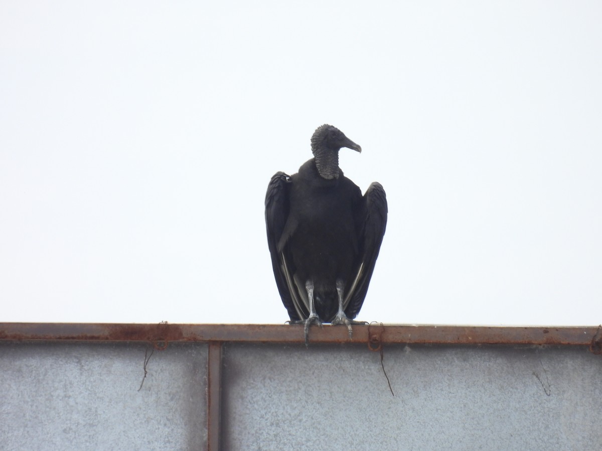 Black Vulture - ML379371351