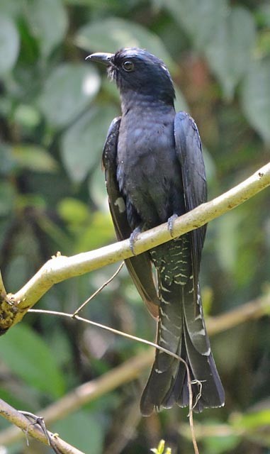 Square-tailed Drongo-Cuckoo - ML379373251
