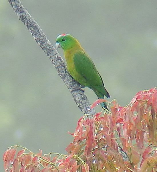 Yellow-breasted Racquet-tail - ML379373371