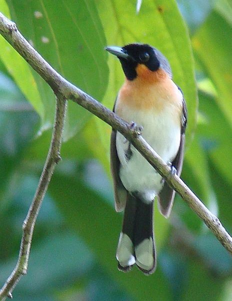 Spectacled Monarch (Halmahera) - ML379373401