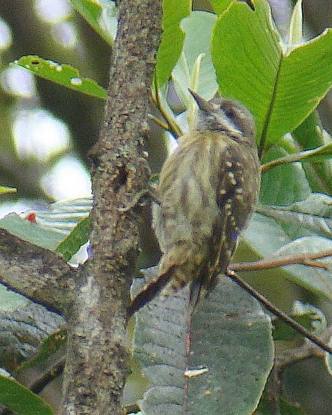 Sulawesi Pygmy Woodpecker - ML379373421