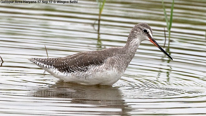 Spotted Redshank - ML379374101