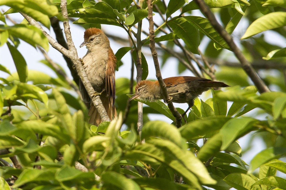 Rusty-backed Spinetail - Marco Silva