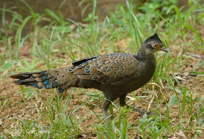 Malayan Peacock-Pheasant - Con Foley