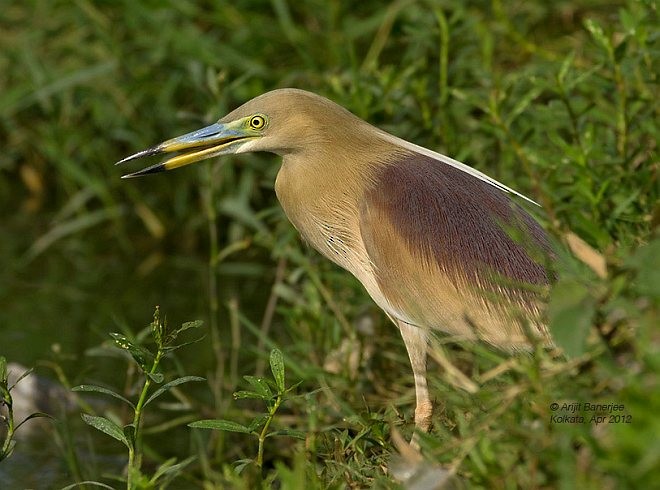 Indian Pond-Heron - Arijit Banerjee