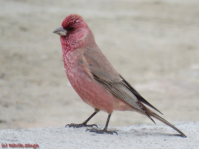 Great Rosefinch (Spotted) - ML379379191