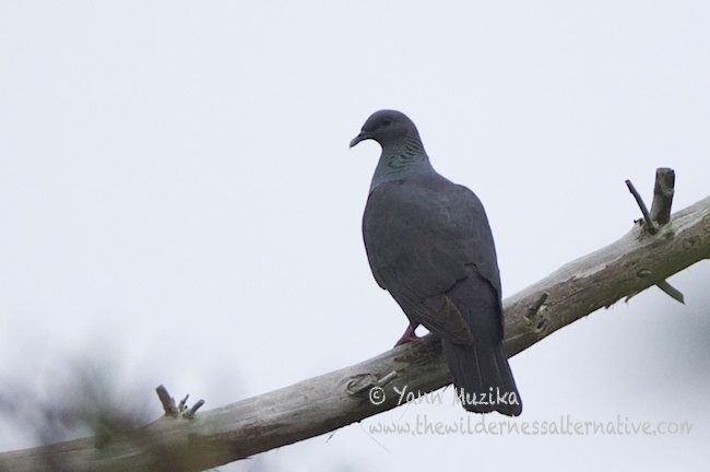 Black Wood-Pigeon - ML379380451