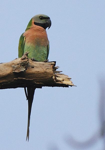Red-breasted Parakeet - ML379380881