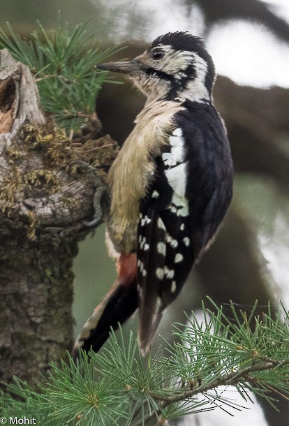 Himalayan Woodpecker - ML379381851