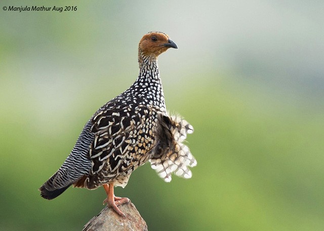 Painted Francolin - ML379381981
