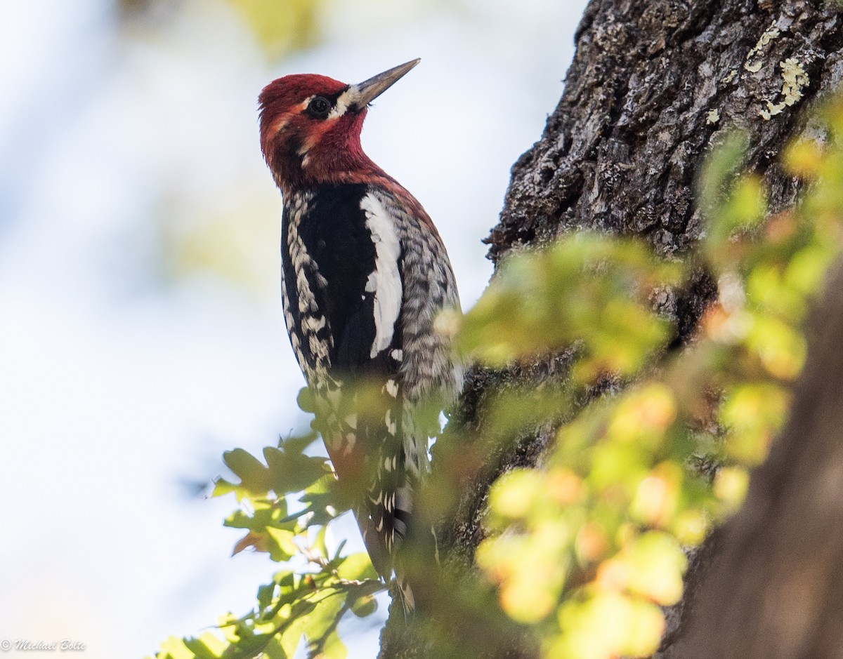 Red-naped x Red-breasted Sapsucker (hybrid) - Michael Bolte