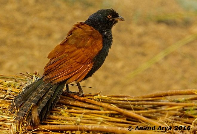 Greater Coucal (Greater) - ML379384411