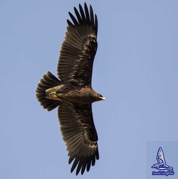 Greater Spotted Eagle - ML379385181