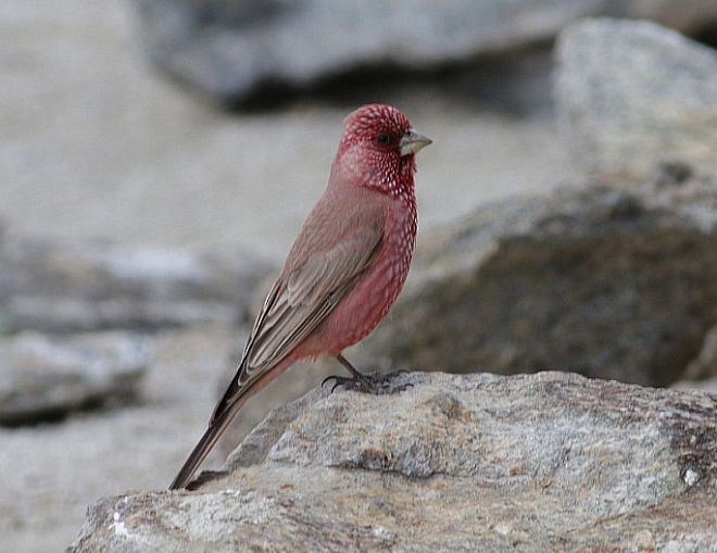 Great Rosefinch (Spotted) - ML379386741