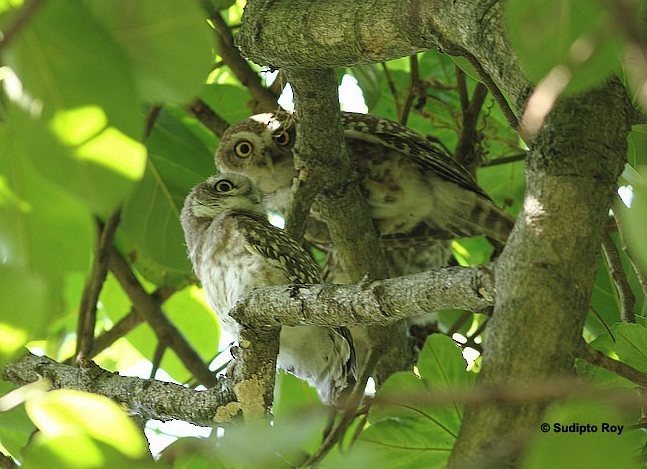 Spotted Owlet - ML379387091