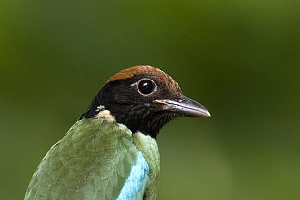 Western Hooded Pitta (Chestnut-crowned) - Jimmy Tan