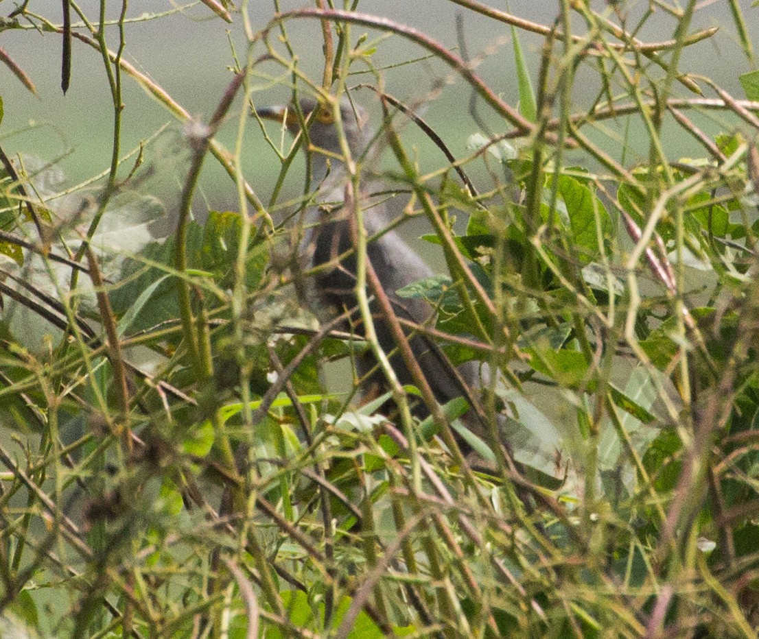 Common Cuckoo - hari kumar
