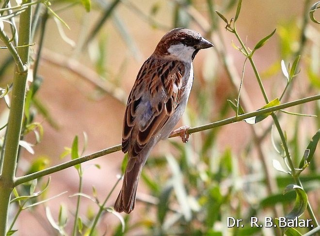 House Sparrow - Dr. Raghavji Balar