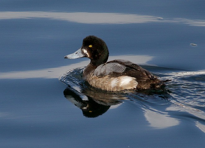 Greater Scaup - ML379389591