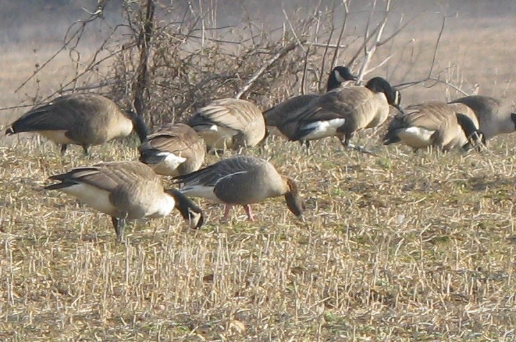 Pink-footed Goose - ML37939171