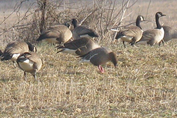 Pink-footed Goose - Jeff Culler
