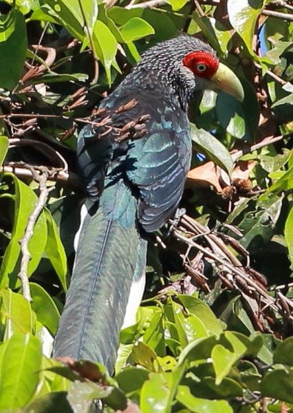 Red-faced Malkoha - ML379392521
