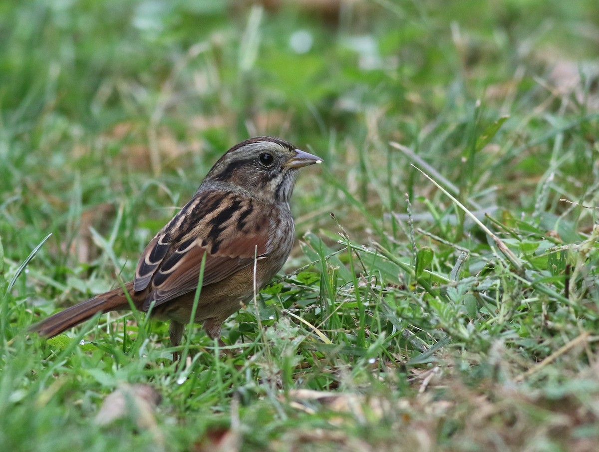 Swamp Sparrow - ML379393781