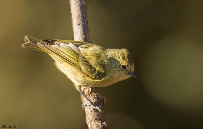 Yellow-browed Tit - ML379394361