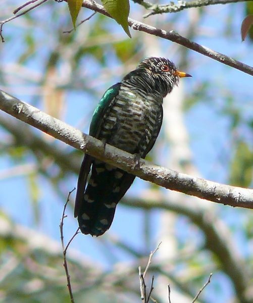 Asian Emerald Cuckoo - ML379396341