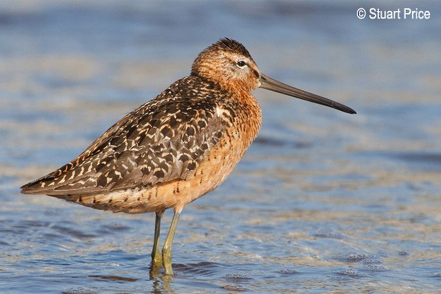 Long-billed Dowitcher - ML379398261