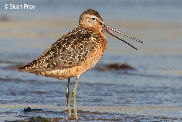 Long-billed Dowitcher - ML379398271