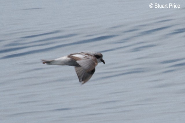 Fork-tailed Storm-Petrel - ML379398441