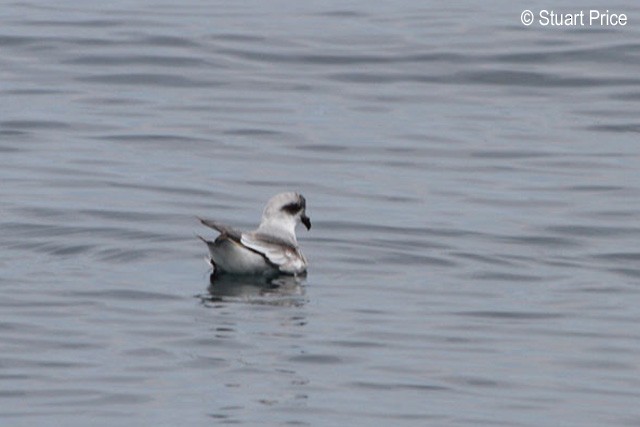 Fork-tailed Storm-Petrel - ML379398451