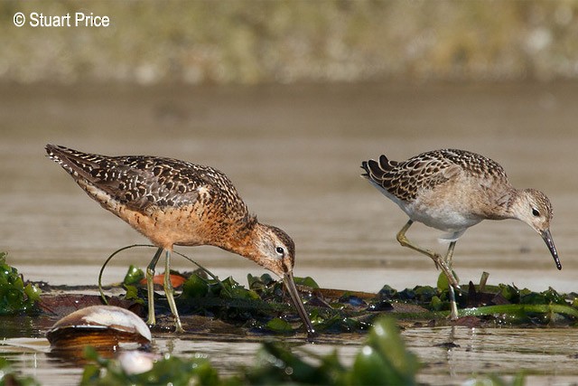 Long-billed Dowitcher - ML379398541