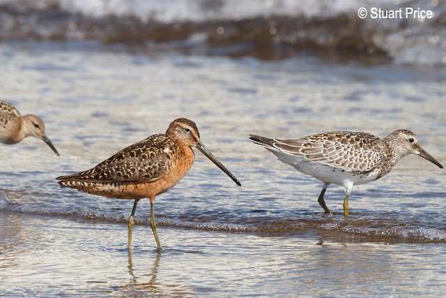 Long-billed Dowitcher - ML379398571