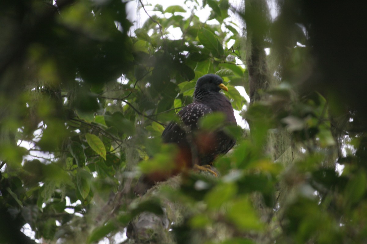 Pigeon de Sao Tomé - ML379398651