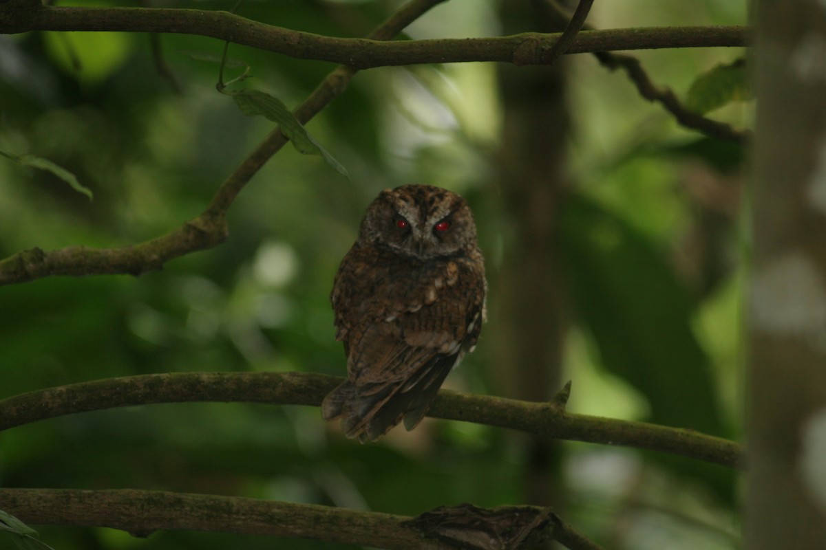 Sao Tome Scops-Owl - ML379399191