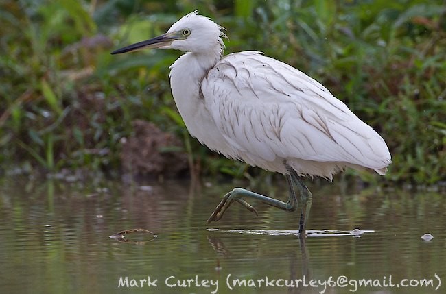 Chinese Egret - Mark Curley