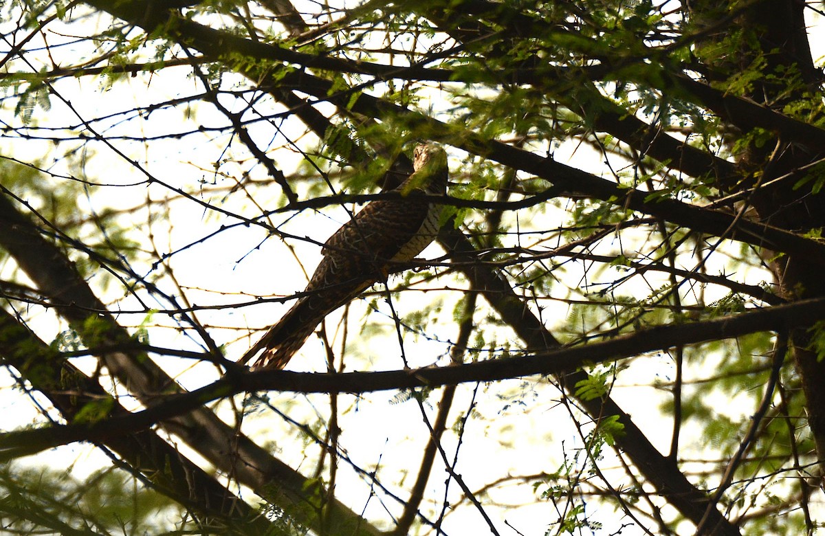 Common Cuckoo - Harsha Jayaramaiah
