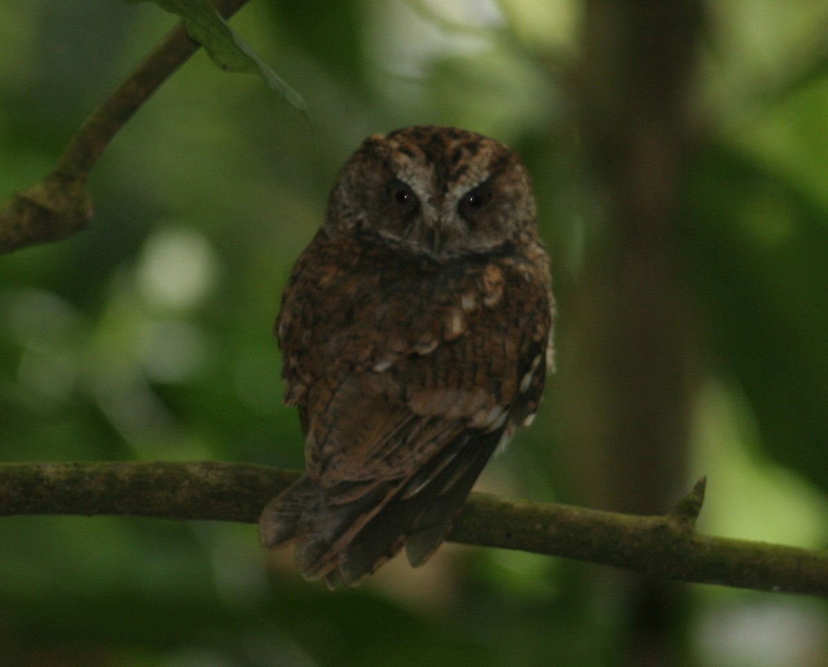 Sao Tome Scops-Owl - ML379402761