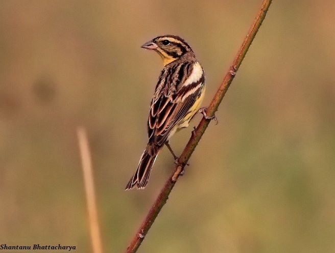 Yellow-breasted Bunting - ML379403121