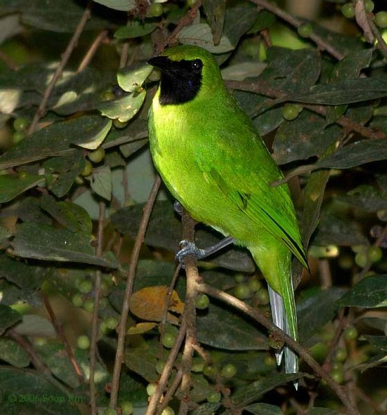 Lesser Green Leafbird - ML379404181