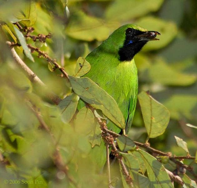 Lesser Green Leafbird - ML379404191