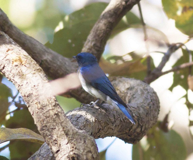 Blue-and-white Flycatcher - ML379404921