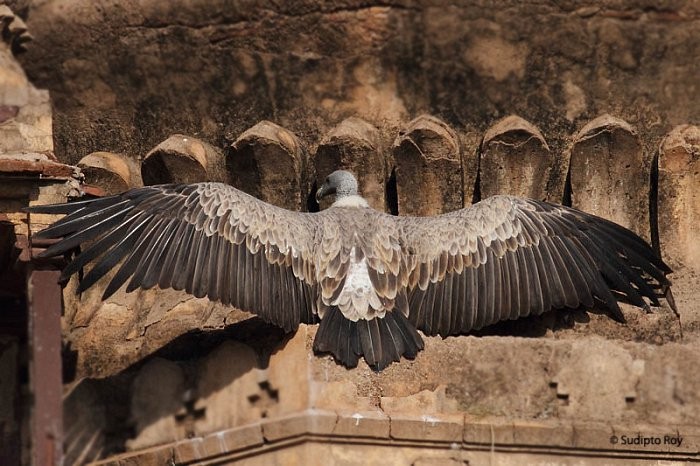 Indian Vulture - ML379405251